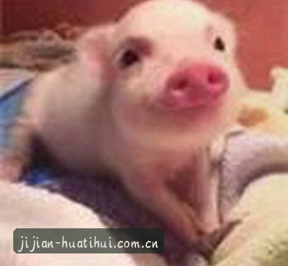 孙哲